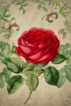Vintage Flower Rose Art