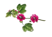 Vintage Floral Hibiscus Clipart