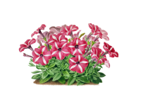 Vintage Floral Petunia Illustration