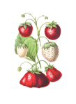 Vintage Clipart Strawberries Fruits