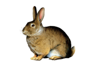 Vintage Clipart Rabbit Bunny