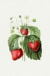 Vintage Illustration Strawberries
