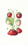 Vintage Illustration Strawberries