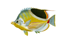 Vintage Illustration Fish Clipart