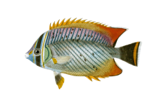 Vintage Illustration Fish Clipart