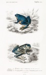 Vintage Illustration Frogs