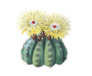 Vintage Illustration Of Cactus Blossom