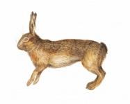 Vintage Illustration Rabbit Bunny