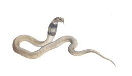 Vintage Illustration Cobra Snake