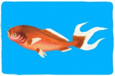 Vintage Illustration Koi Fish