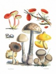 Vintage Illustration Mushrooms Champion