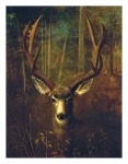 Vintage Illustration Red Deer Stag