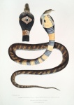 Vintage Illustration Snake Cobra