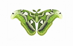 Vintage Illustration Butterfly