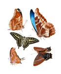 Vintage Illustration Butterflies