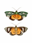 Vintage Illustration Butterflies