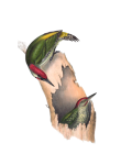 Vintage Illustration Woodpecker Bird