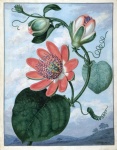 Vintage Art Flower Passionflower