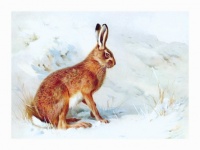 Vintage Art Bunny Rabbit