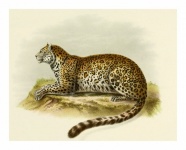 Vintage Art Leopard Cat