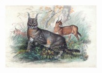 Vintage Art Lynx Cats