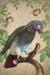 Vintage Art Bird Parrot