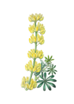 Vintage Lupine Flowers Blossoms