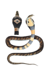 Vintage Snake Cobra Clipart