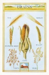 Vintage Wheat Grain Poster