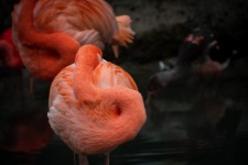 Pink Bird, Flamingo