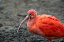 Tropical Pink Bird