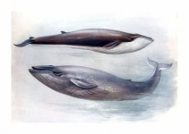 Whales Vintage Illustration