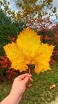 Yellow Autumn Leaf