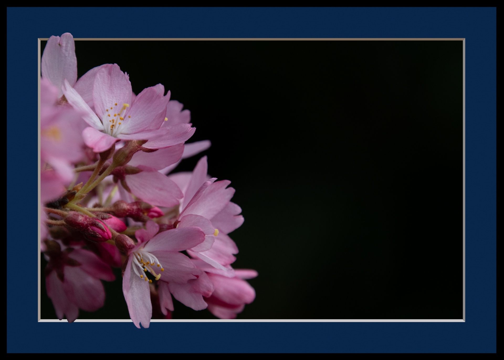 Flower, Cercis Siliquastrum, Frame