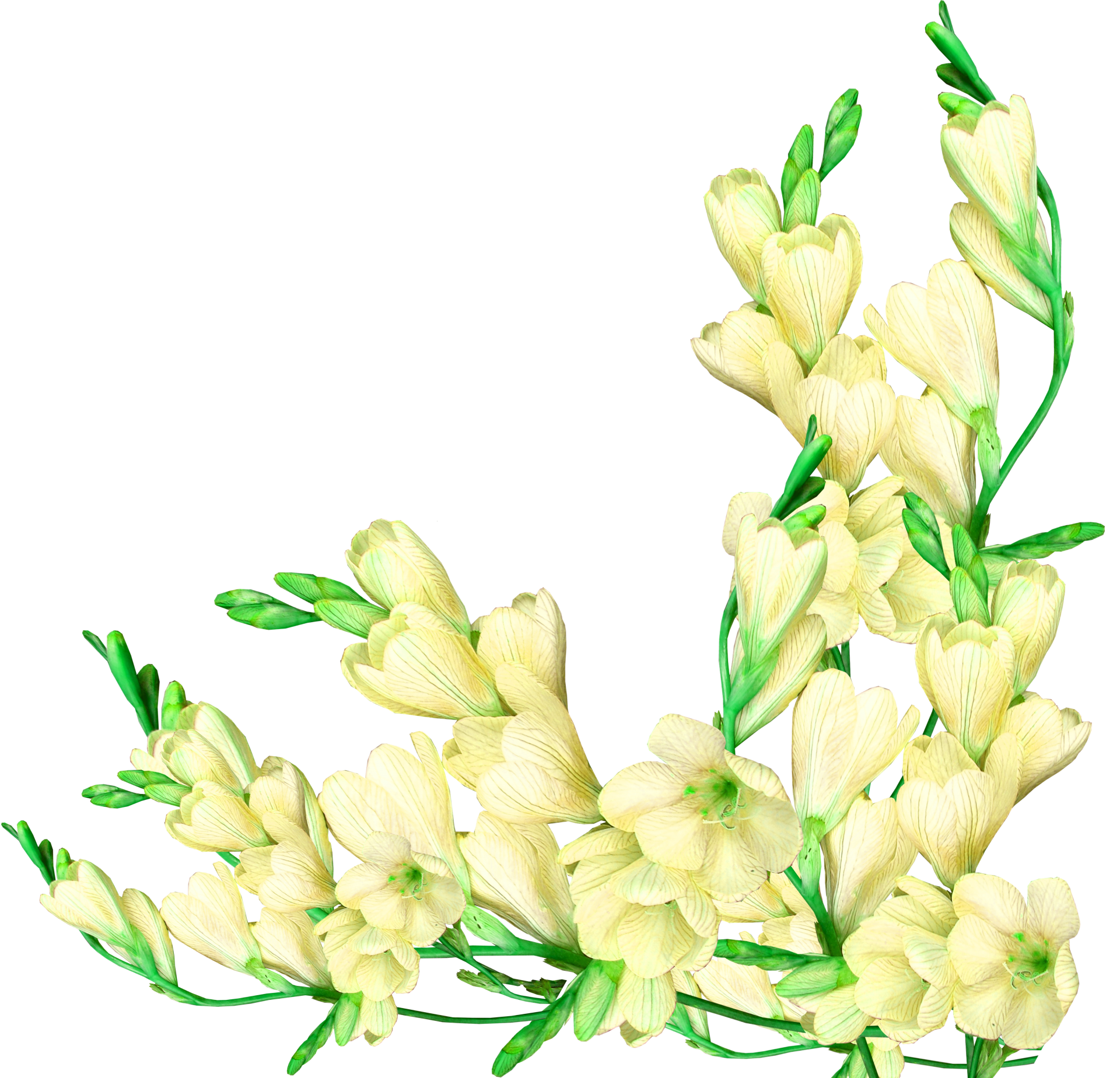 Blossoms Branch Flowers Clipart