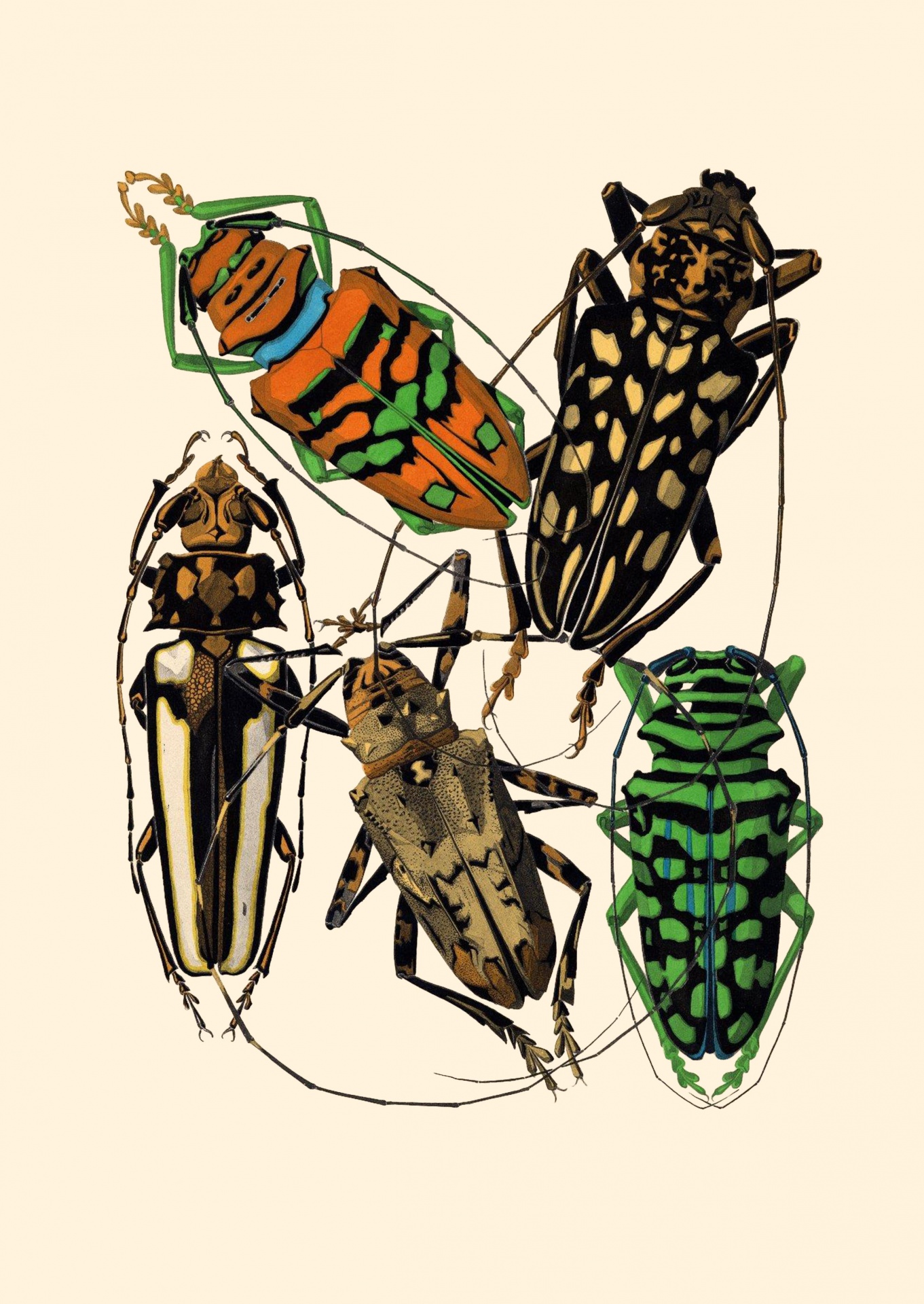 Insects, Beetles Vintage Art