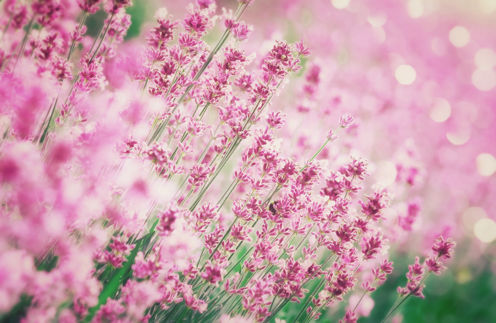 Lavender flowers blossoms wildflowers wild meadow flower meadow photo photography closeup