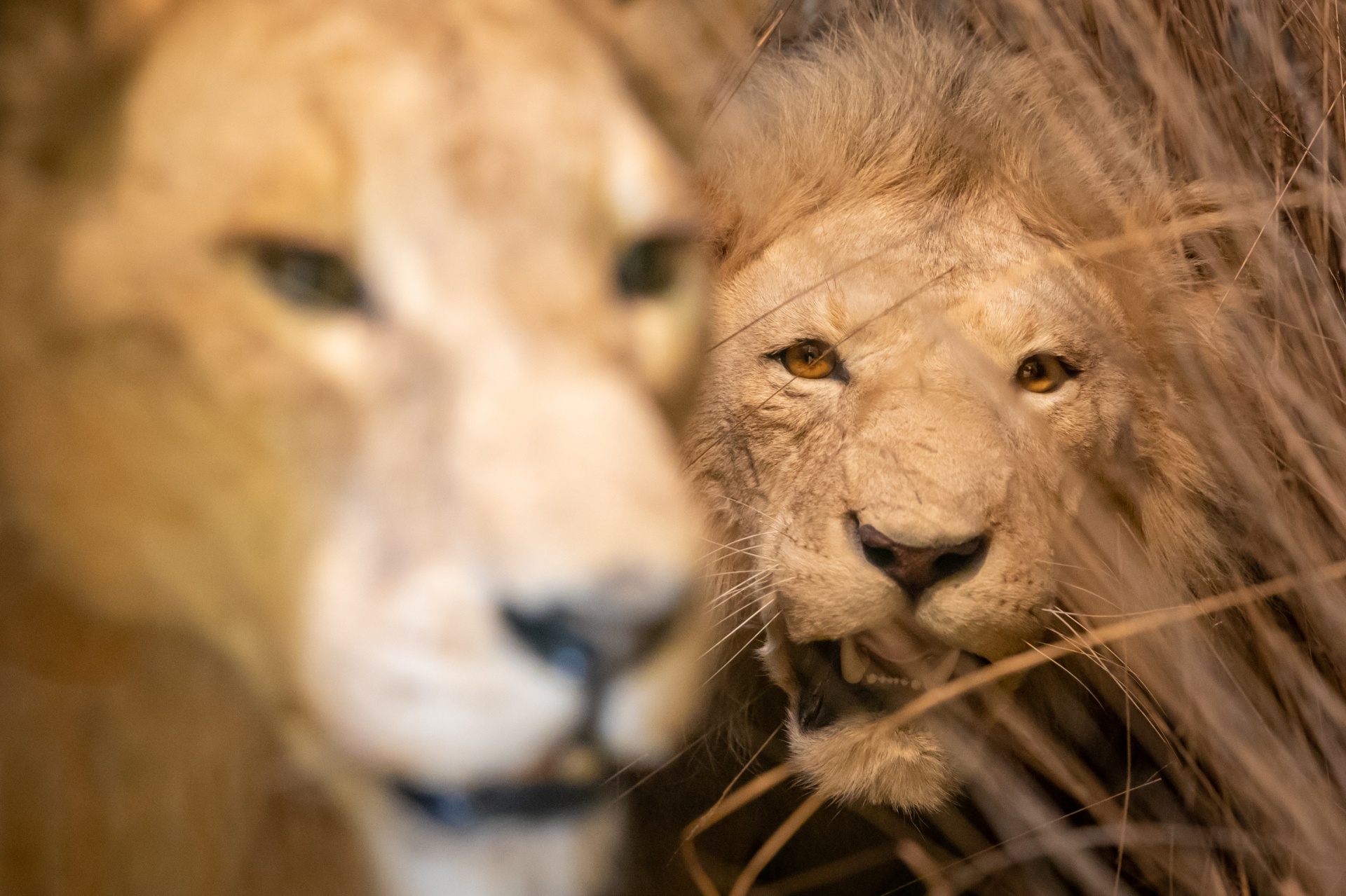 Lion And Lioness Free Stock Photo Public Domain Pictures
