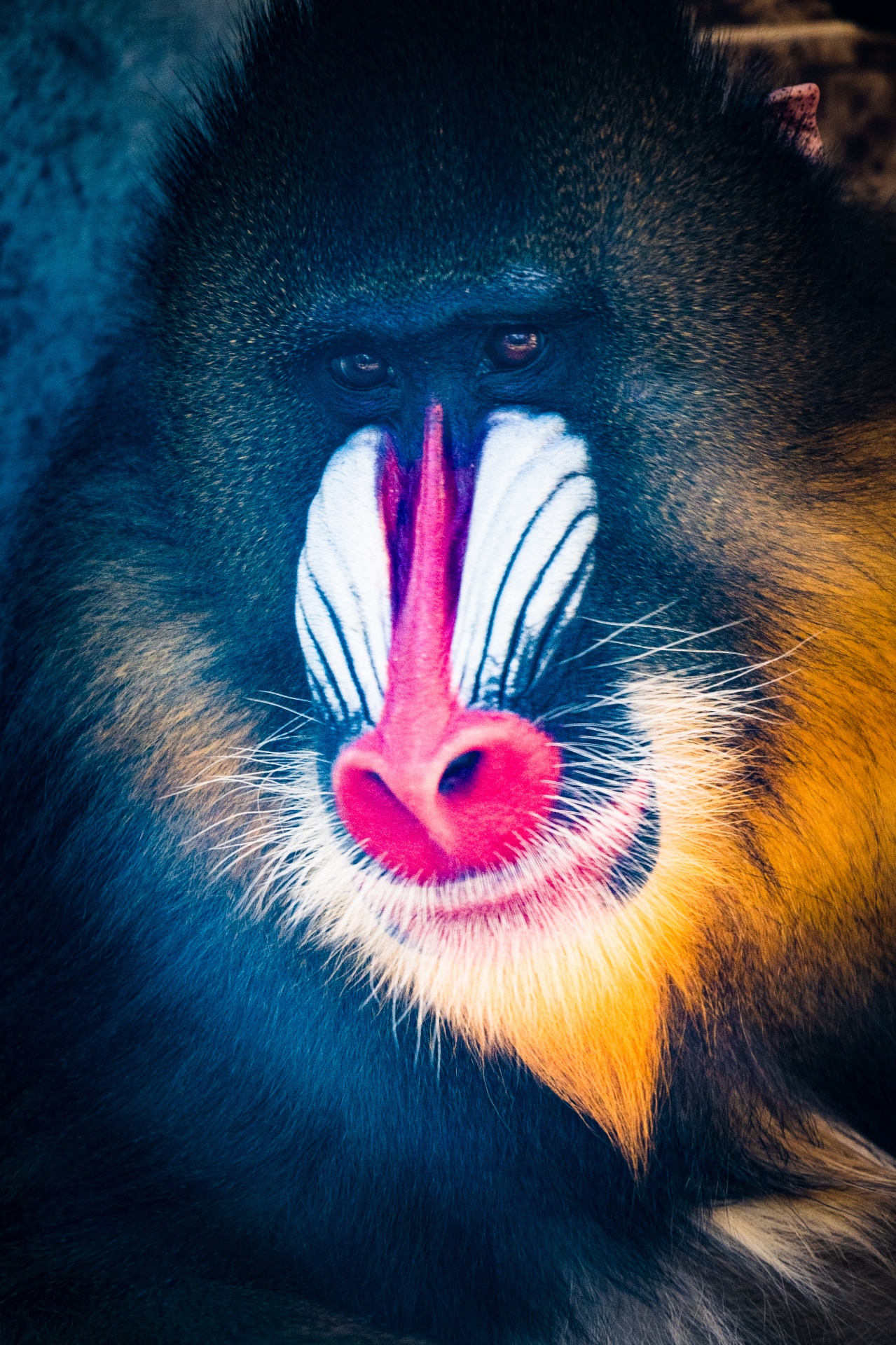 Colorful mandrill portrait