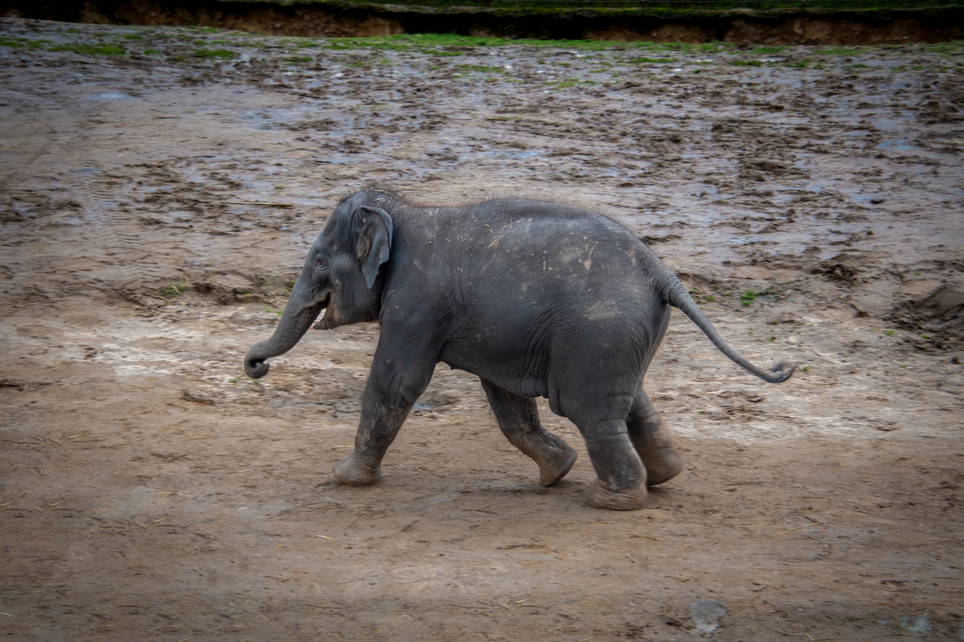 baby-elephant-in-the-zoo-free-stock-photo-public-domain-pictures