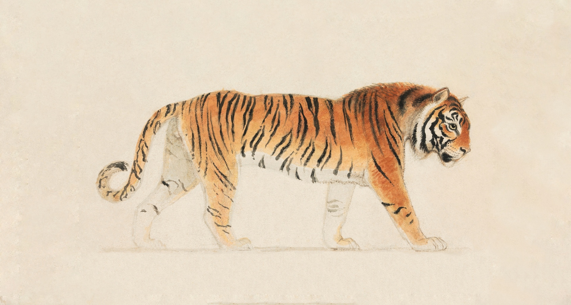 Tiger Illustration Vintage Art