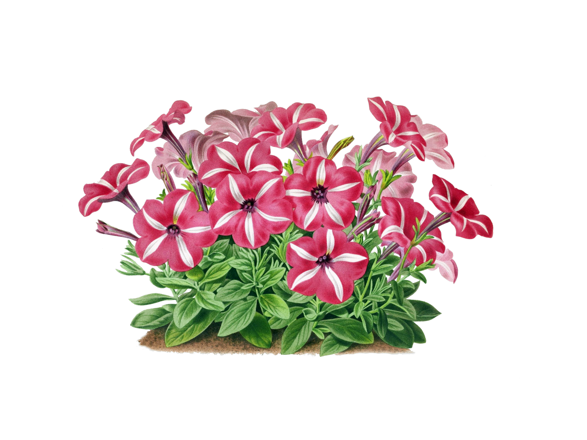 Vintage Floral Petunia Illustration