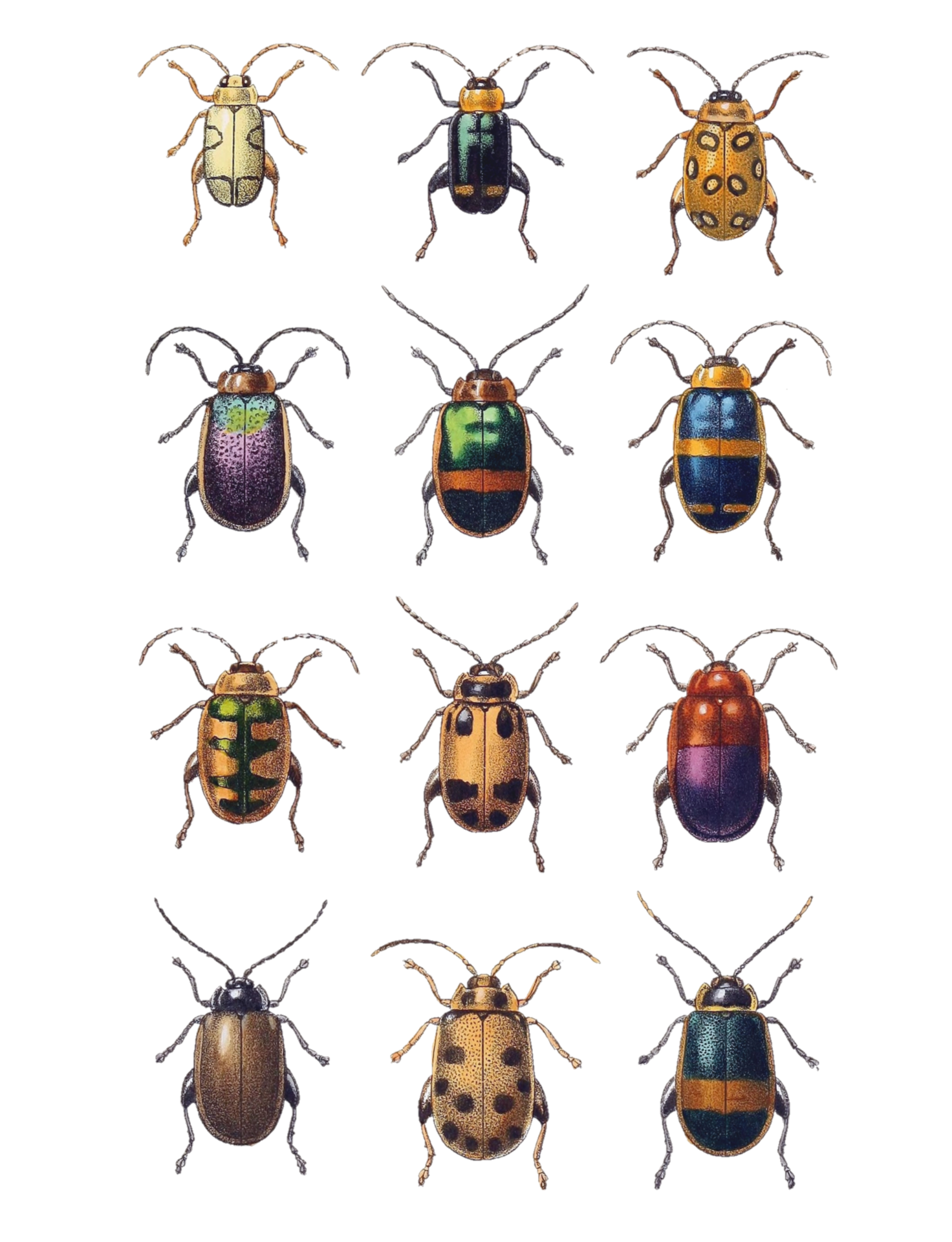 Vintage Clipart Beetle Illustration
