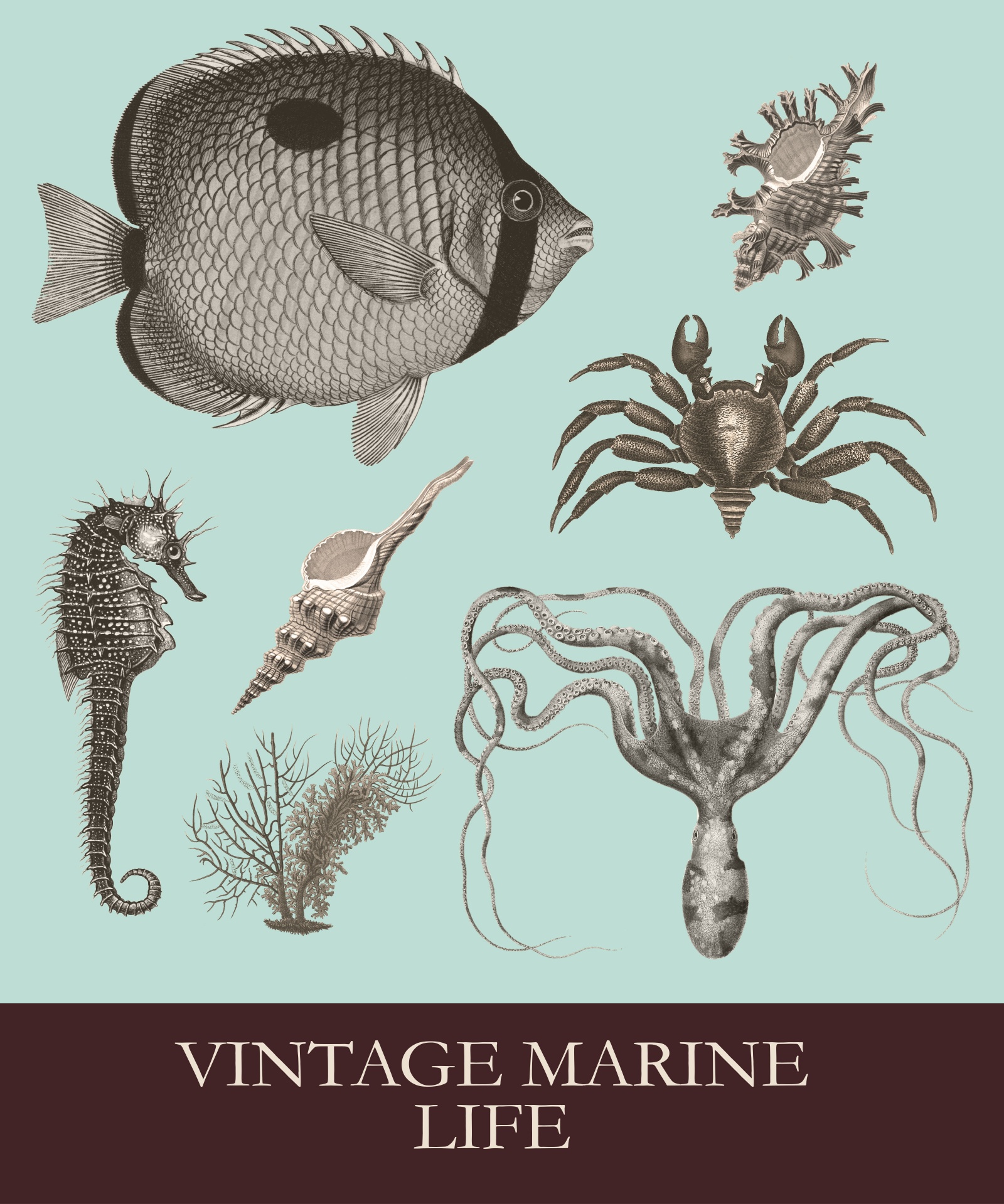Vintage Sea Creatures Set Free Stock Photo - Public Domain Pictures