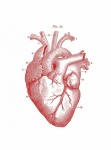Anatomy Human Heart