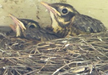 Baby Robin Birds Fledglings In Nest