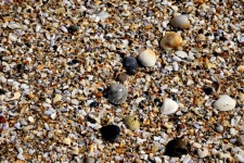 Beach Shells Background