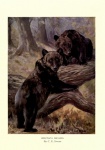 Bear Vintage Art Poster