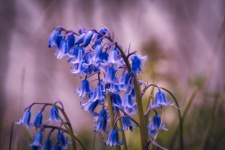 Blue Flowers, Bluebells, Flora