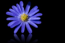 Anemone, Blue Flower